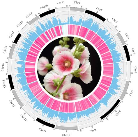 Genetic Diversity and Population Structure Analysis of Hollyhock (Alcea ...