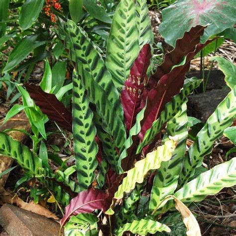Calathea Insignis Plant – Indoor Low Light Decorative Foliage