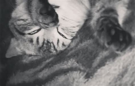 Wallpaper cat, face, paws, sleeping, lies, krasava, KOTE, closes for ...