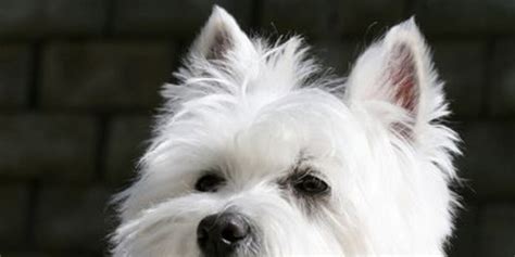 Fall Westie Dog Walk being held at Bridge Street