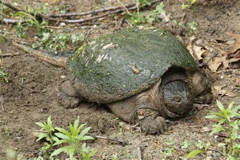 Image result for Defleshing Snapping Turtle Shell