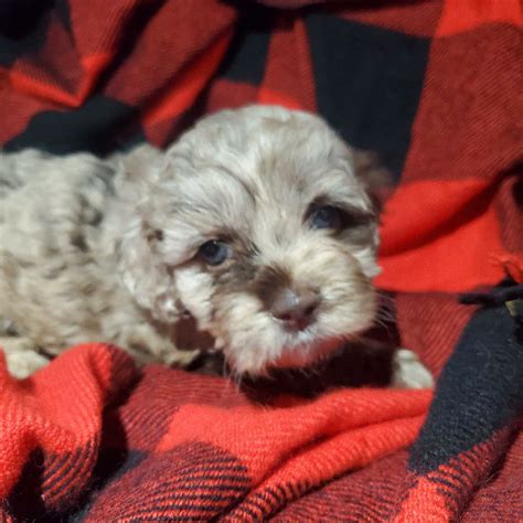 Image result for Cockapoo Dogs for Rehoming