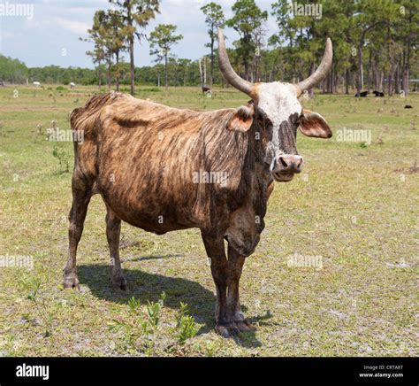 Florida cracker cattle hi-res stock photography and images - Alamy