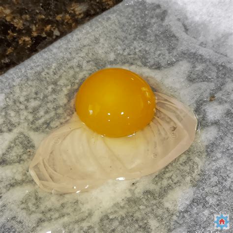 Brown Egg in Vinegar Experiment - Homeschool Momgineer