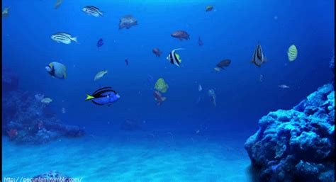 fish pictures gif