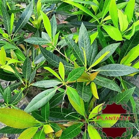PlantaZee Rudraksha Live Plant Elaeocarpus ganitrus Aakkam 1 Helathy ...