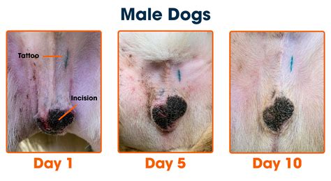 How To Care For Neutered Dog: Quick Guide