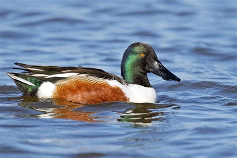 Northern shoveler | bird | Britannica