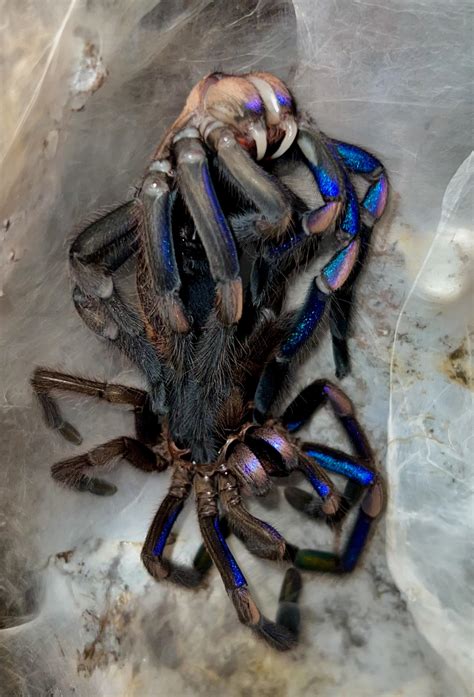 Molting Chilobrachys Natanicharum (Electric Blue) : r/tarantulas