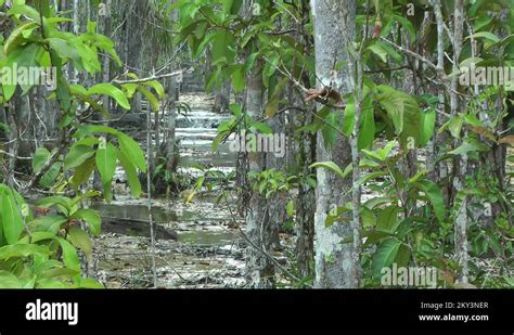 Swamp 的图像结果