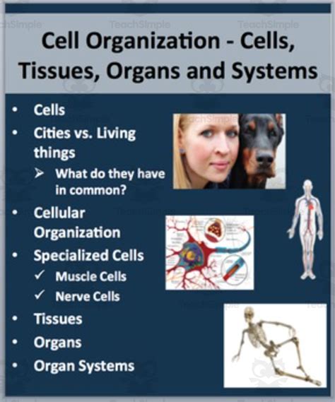 Image result for Cell Organization