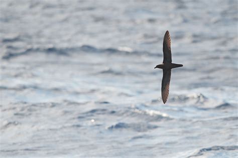 Image result for Petrel Features