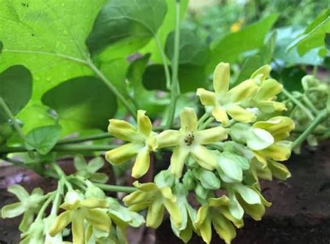 Kodi sampangi/tonkin Jasmine live plant : Amazon.in: Garden & Outdoors
