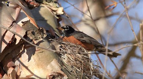 Do Robins Build Multiple Nests at Jacqueline Arnold blog