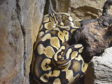 King Python 的图像结果