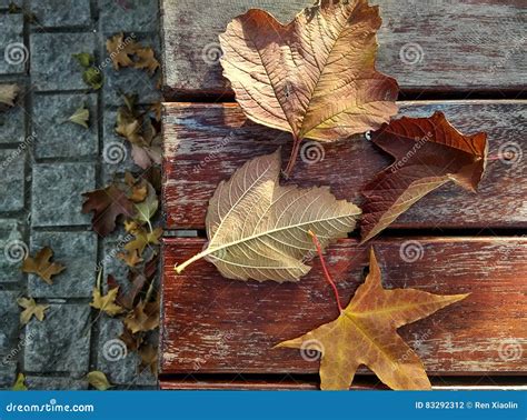 Seasonal Characteristics of Autumn Stock Photo - Image of maple ...