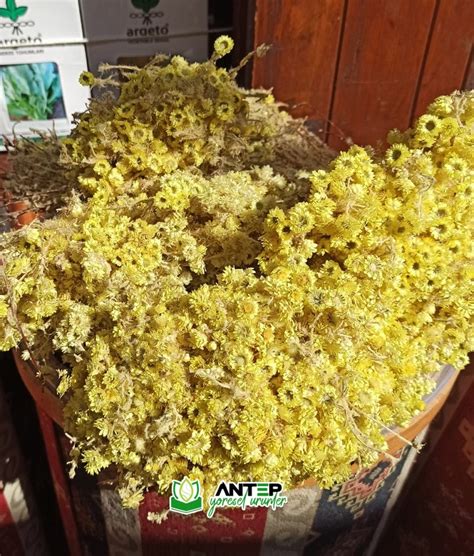 Altın Otu Bitkisi Demeti - Antep Yöresel Ürünler