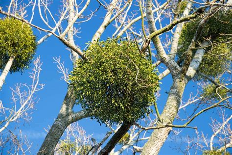 Why do people kiss under mistletoe? Look back at the history of this holiday tradition - Click ...