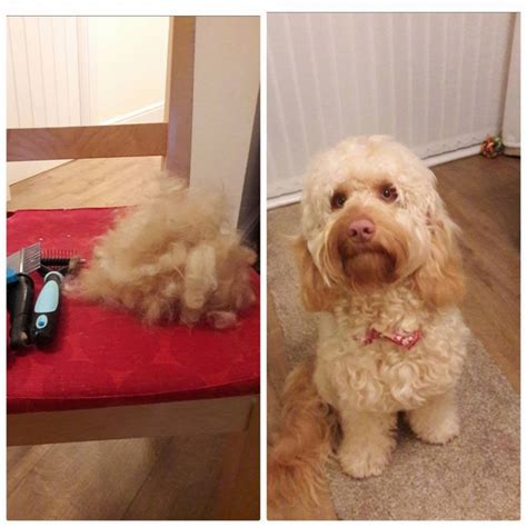 Image result for Cockapoo Shedding