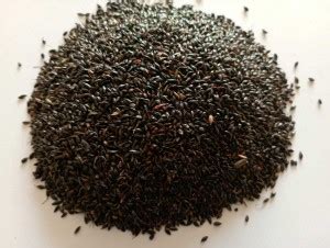 Agromate CSV-33MF, FODDER SORGHUM Seed Price in India - Buy Agromate ...