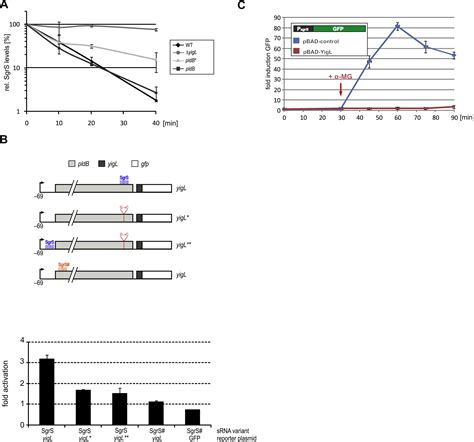 Small Activatingrna 的图像结果