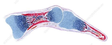 Bone Development Algorithm 的图像结果