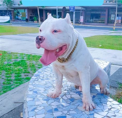 Caring for Your American Bully: Stylish Accessories and Essential Health Tips - I ♥ Tansyong™
