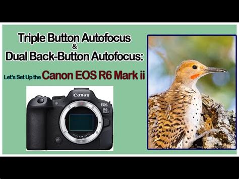 Image result for Canon R6 Back Button Tips