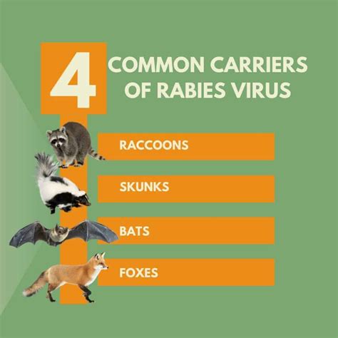 Do Pet Rats Carry Rabies at Alyssa Wales blog