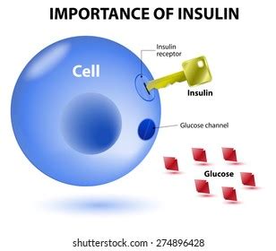 Image result for Insulin Management Algorithm