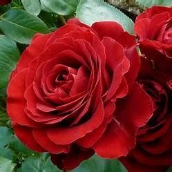 Langan Funeral Home | Schoharie NY