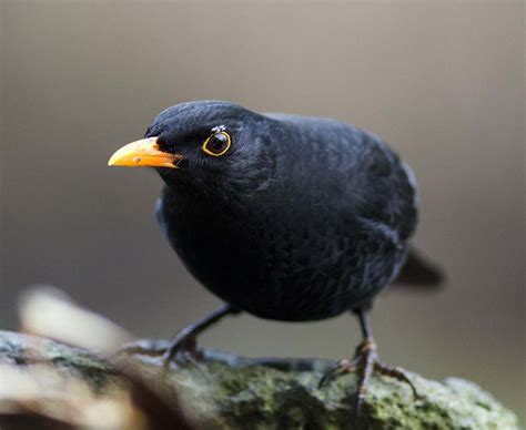 Fotos af fugle fra Danmark | Solsort