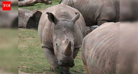 Poachers break into French zoo, kill rhino and steal his horn