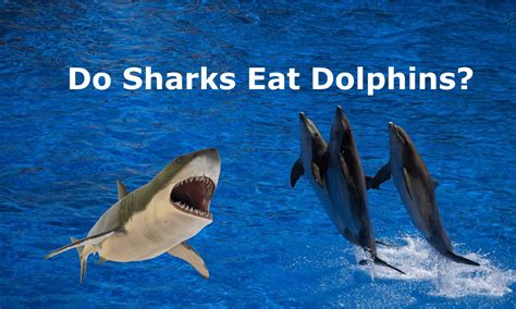 Animals That Can Eat A Shark at Daryl Hudson blog