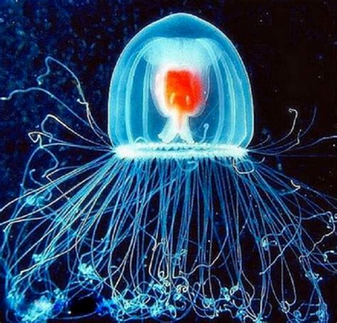 Turritopsis Dohrnii Life Cycle - reproduction of immortal jellyfish