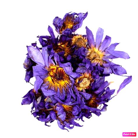 Organic Blue Lotus Flower - Sacred Egyptian Water India | Ubuy