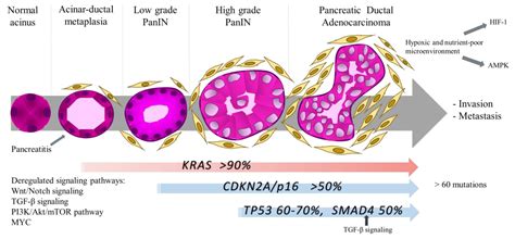 Mitochondrial Metabolism in PDAC: From Better Knowledge to New ...