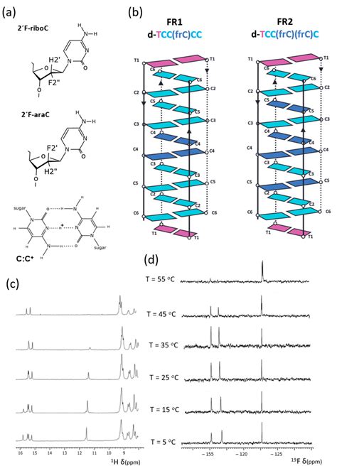 The Effect of 2′F-RNA on I-Motif Structure and Stability