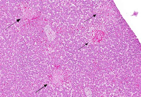 Is Herpes Virus In Dogs