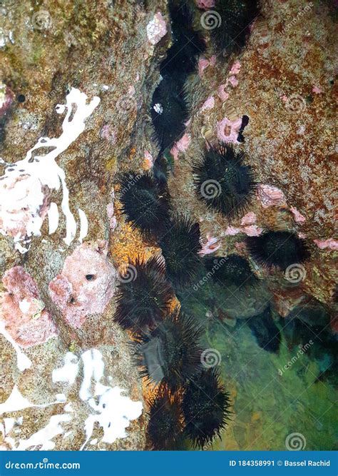 Black Sea Urchins between the Stones Stock Image - Image of urchins ...