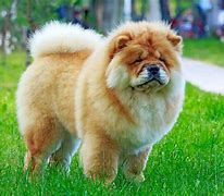 Image result for 2 Cutest Dog in the World