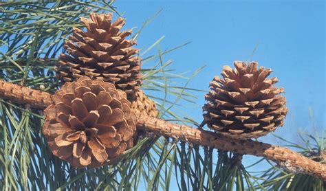 Image result for CT Pine Tree