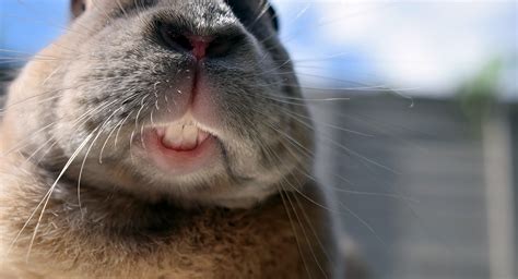 How To Care For Your Rabbit’s Teeth - Planet Pet