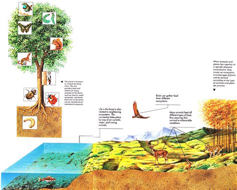 Ecosystem Of Forest