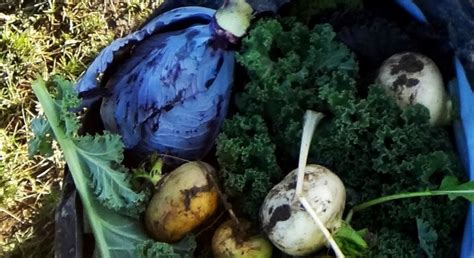 Local Food Production 的图像结果