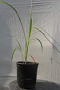 Bansal Farm Lemon Grass Herb Plant : Amazon.in: Garden & Outdoors