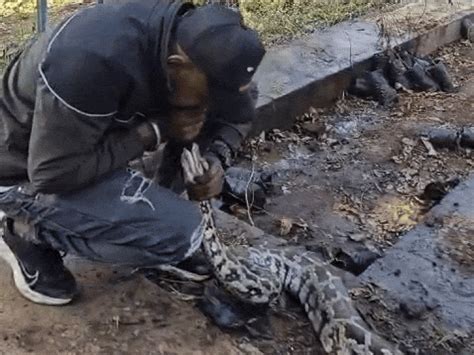 Python Rescued CPR Given Life Saved Dediapada Narmada VIDEO | અજગરને ...