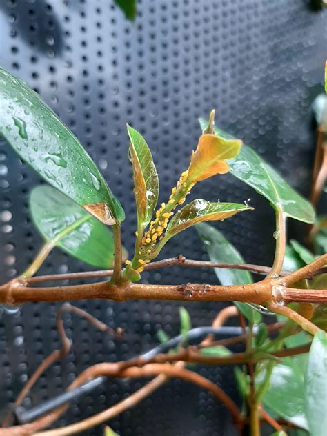 Anyone know what these little yellow bugs are that keep re-appearing on ...