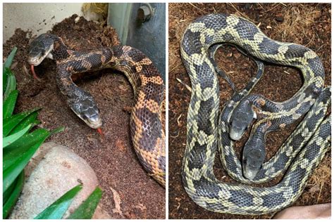 'Very Rare' Two-Headed Snake Goes on Display at Texas Zoo - Newsweek