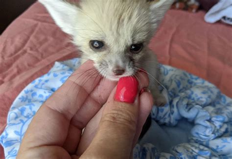 MALE FENNEC FOX FOR SALE - unlimitedexoticpets.com